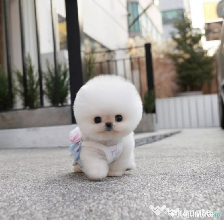 Pomeranian mini ursuleț