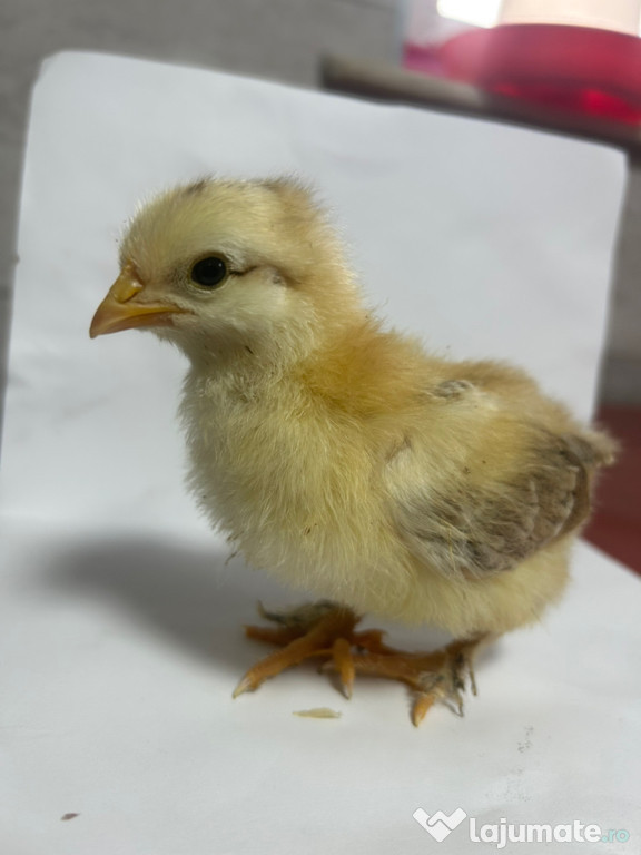 Pui de o zi Sussex alb,roșu și negru