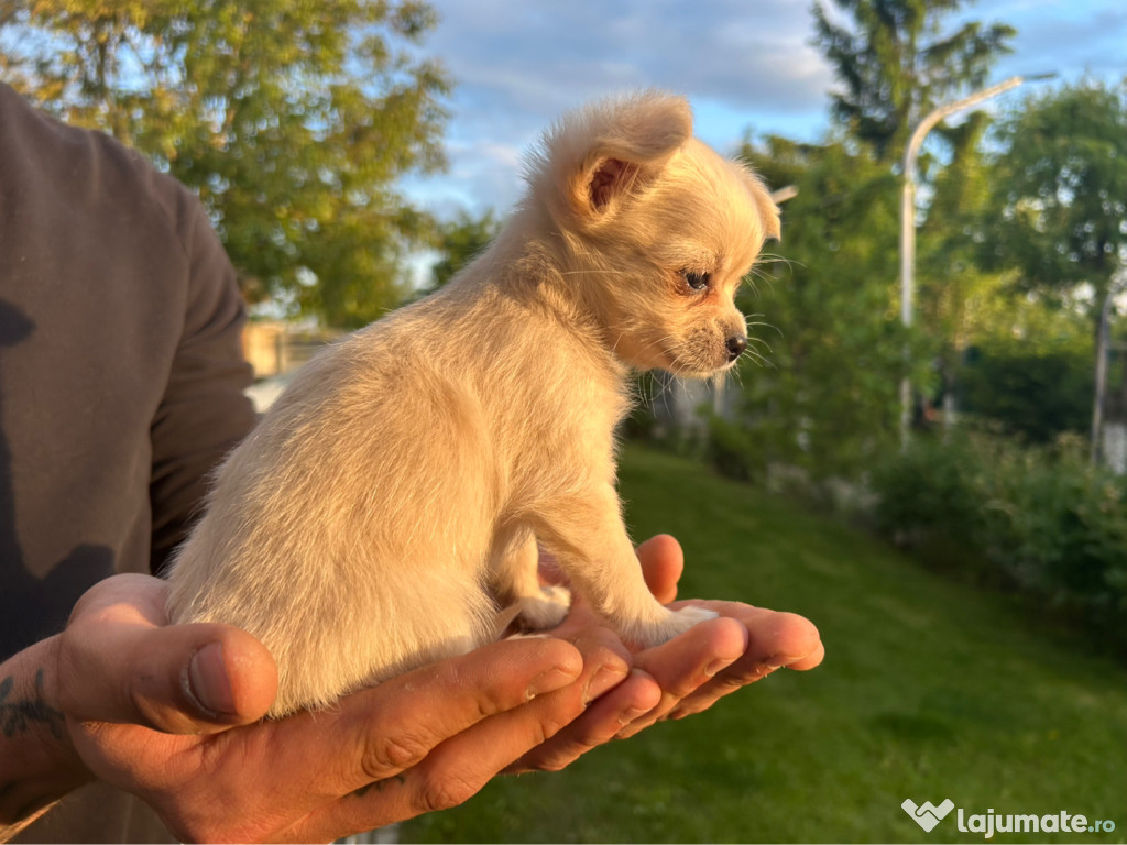 Femelă și mascul de chihuahua