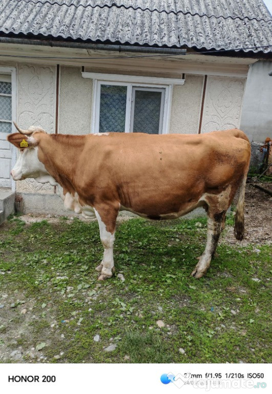 Vand vaca Baltata Romaneasca