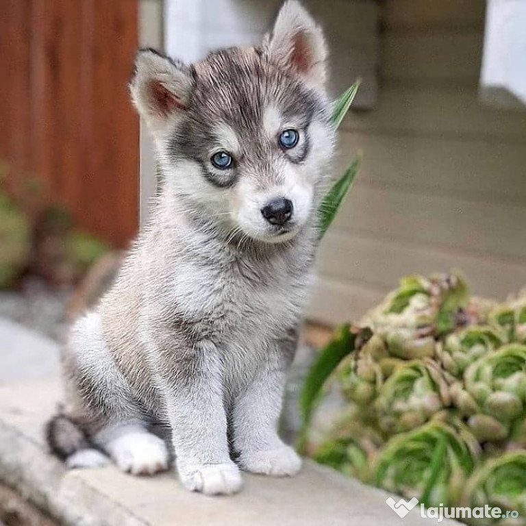 Excelenți căței Husky Siberian de vânzare