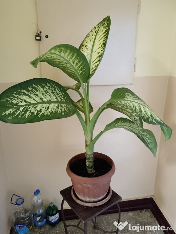 Vând planta in ghiveci