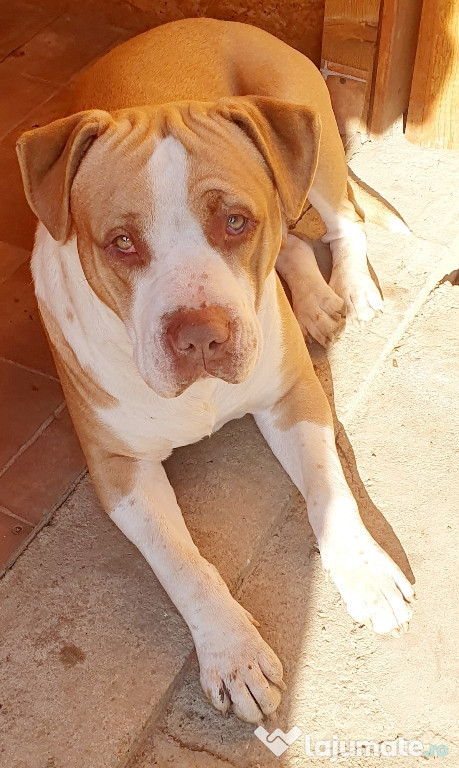 AmericanStaffordshireTerrier