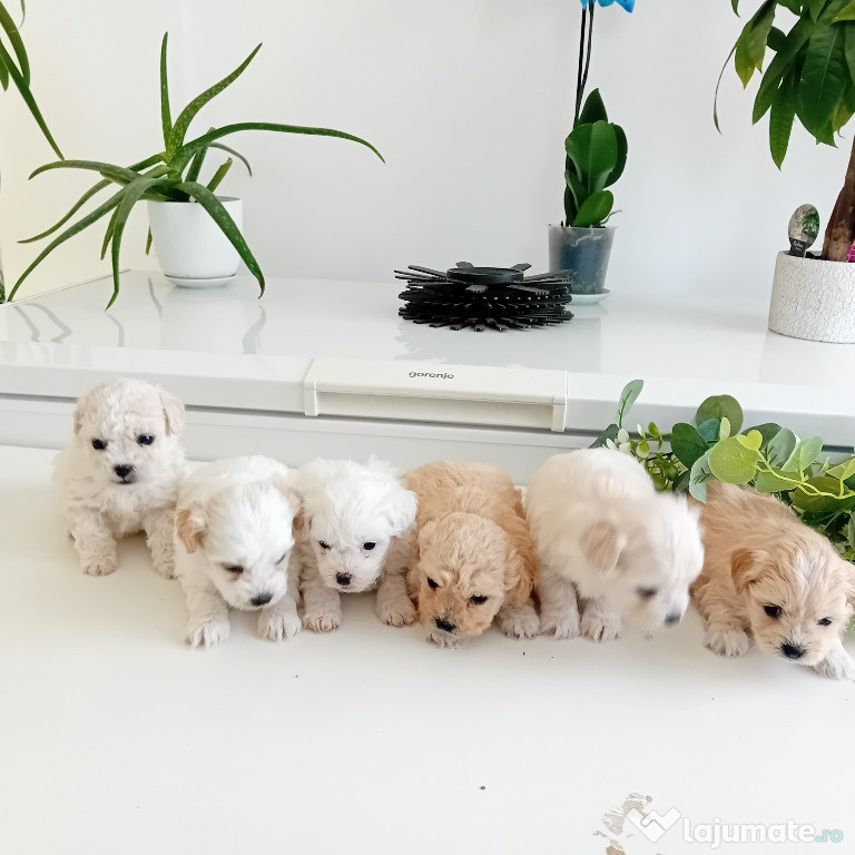 Vand Bichon frise/maltese