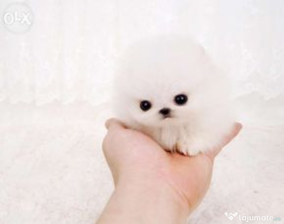Pomeranian mini boo talie mica
