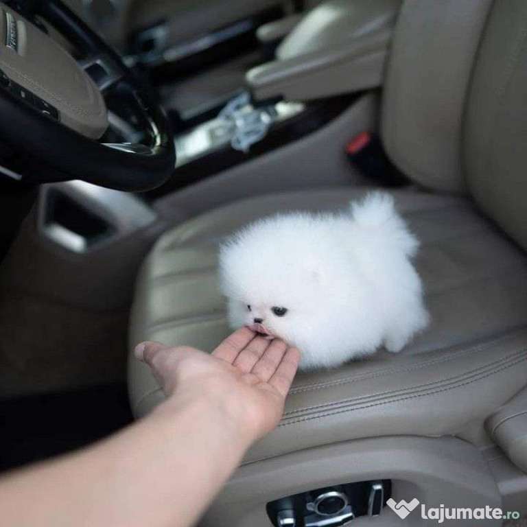 Pomeranian puppies boo