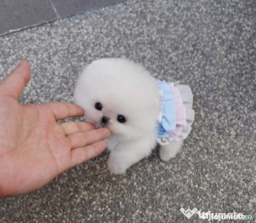 Pomeranian mini boo talie mica exemplare