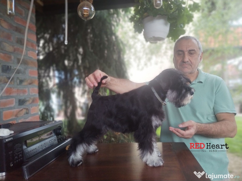 Schnauzer Miniatural Pui femelă