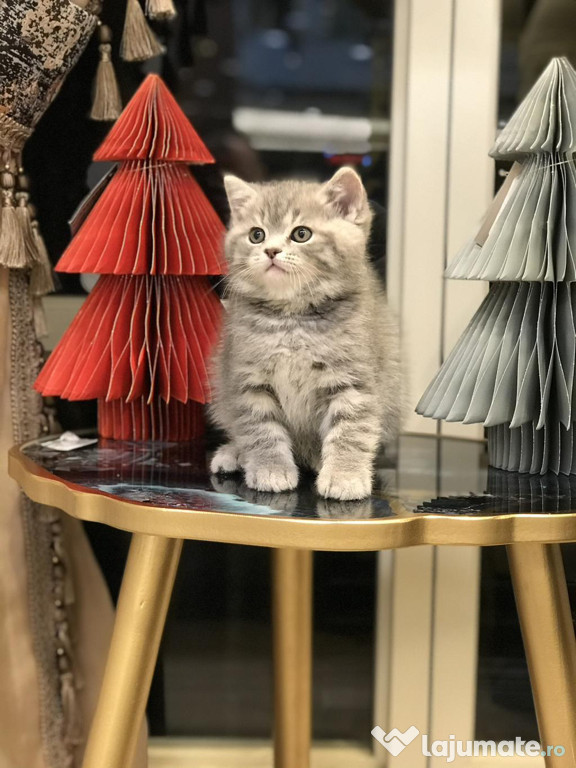 British shorthair băieței și fetițe