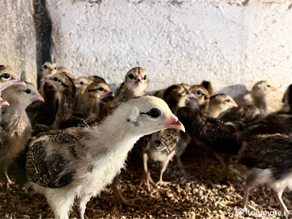 Pui Araucana rasă pură
