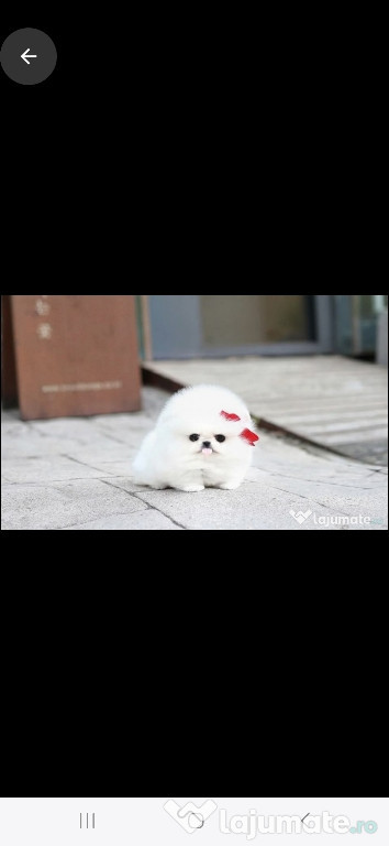 Pomeranian Boo mini