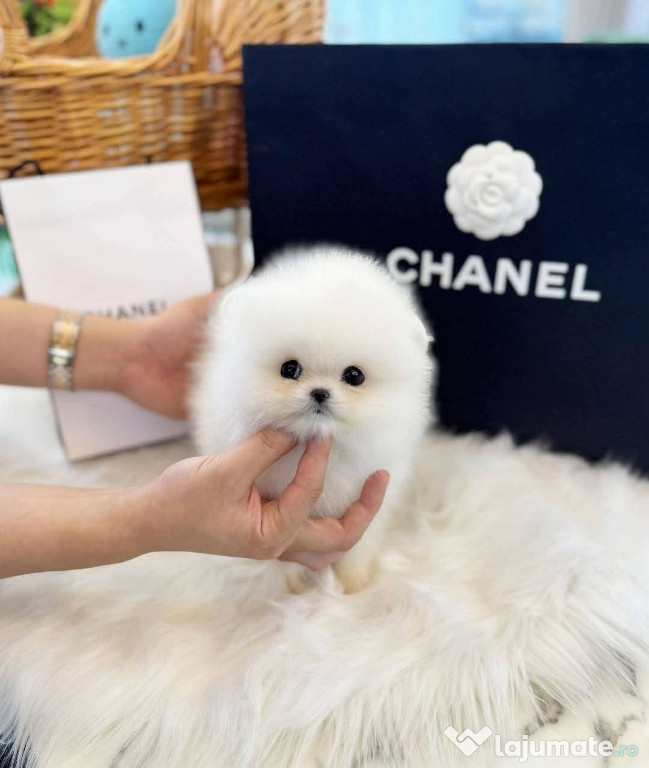 Pomeranian mini toy talie mica