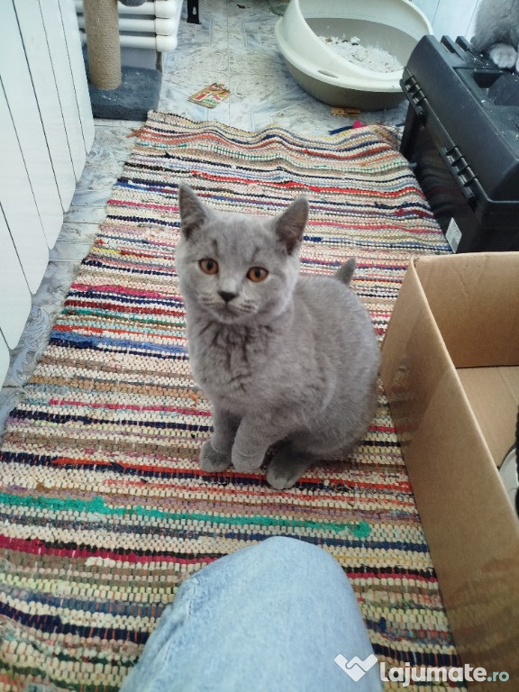 British Shorthair