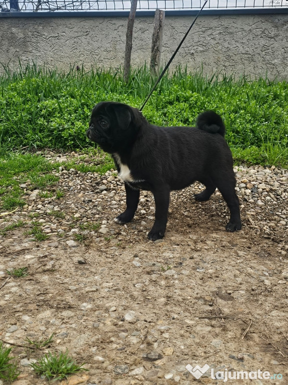 Disponibila fetita Mops Pug