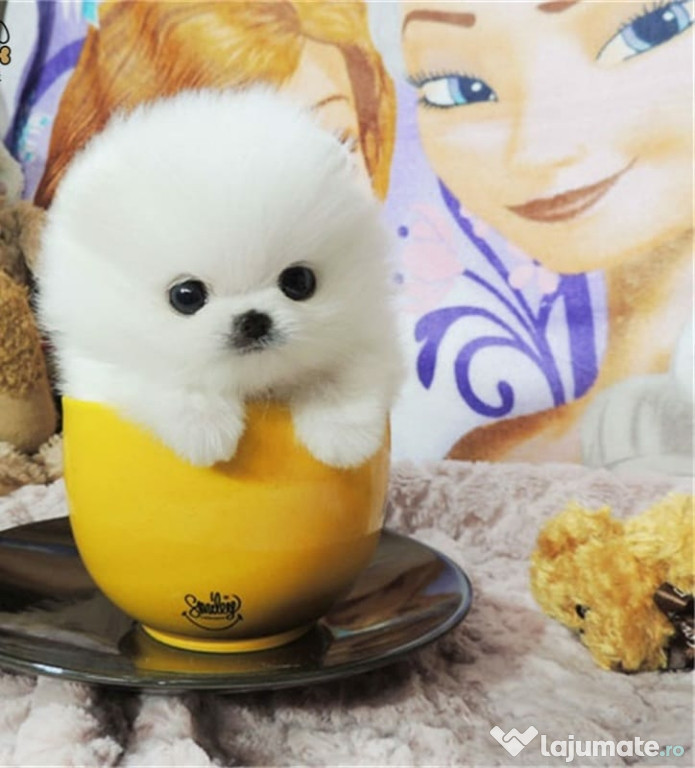 Pomeranian ursulet mini