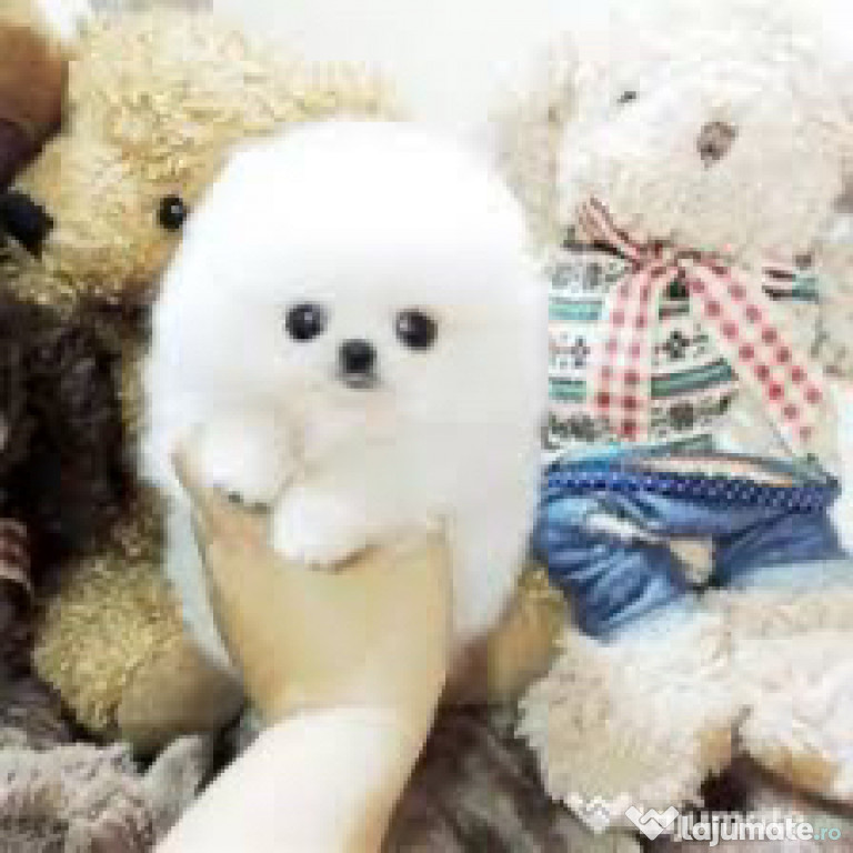 Pomeranian mini toy superb