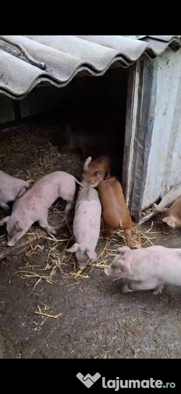 Vând purcei rasa petrean cu duroc