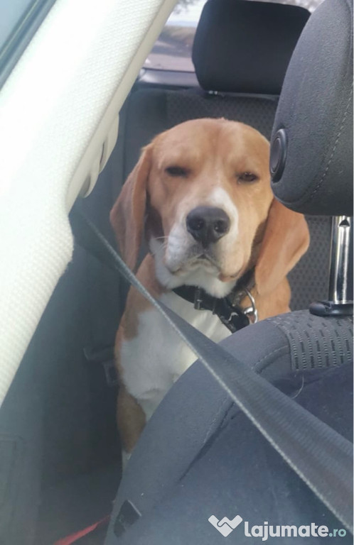 Beagle original mascul și femelă