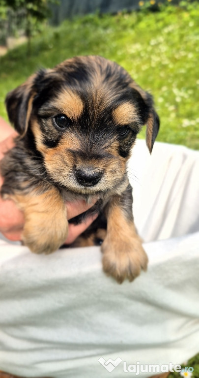 Pui Yorkshire Terrier