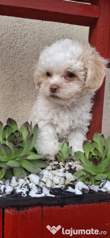 Vând bichon maltez cu blana alba