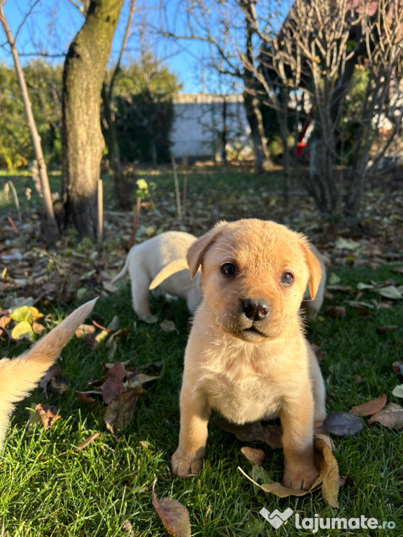 Pui de Labrador Retriever