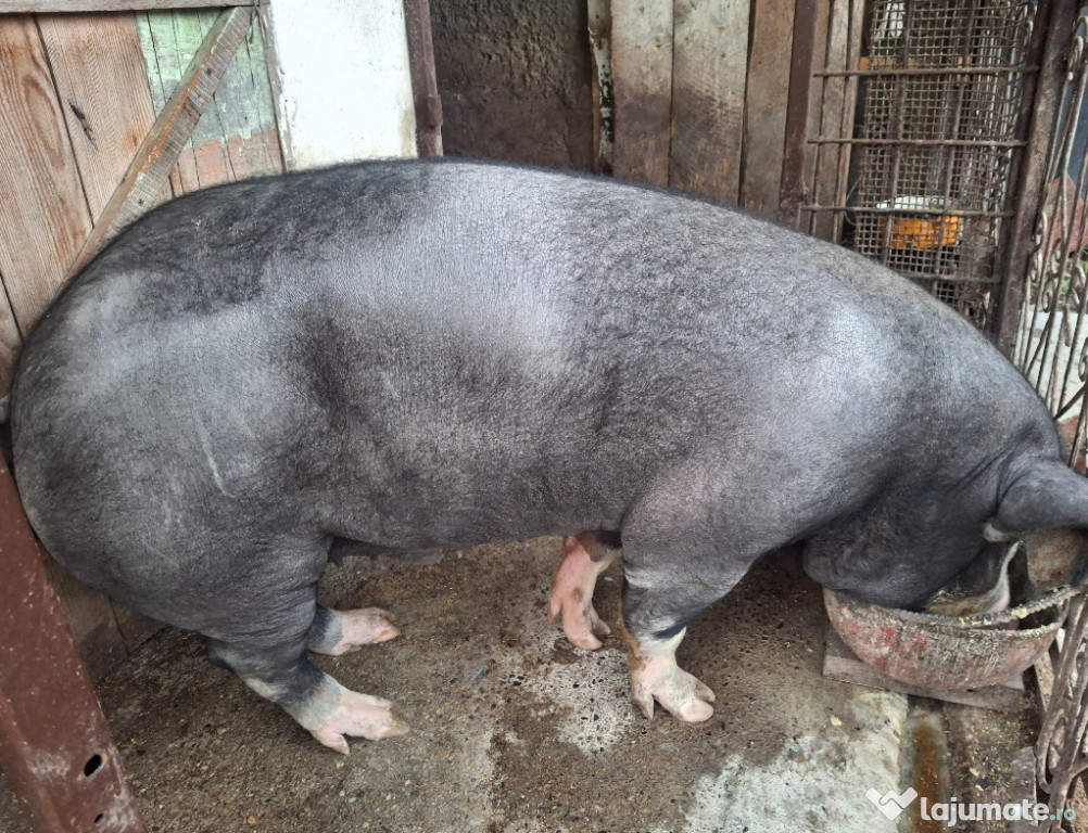 Vând porc de peste 200 kg