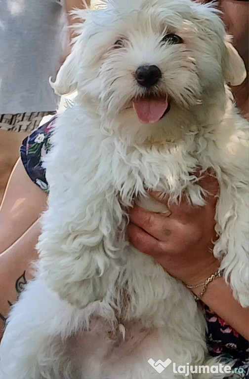 Vând bichon doua luni jumate
