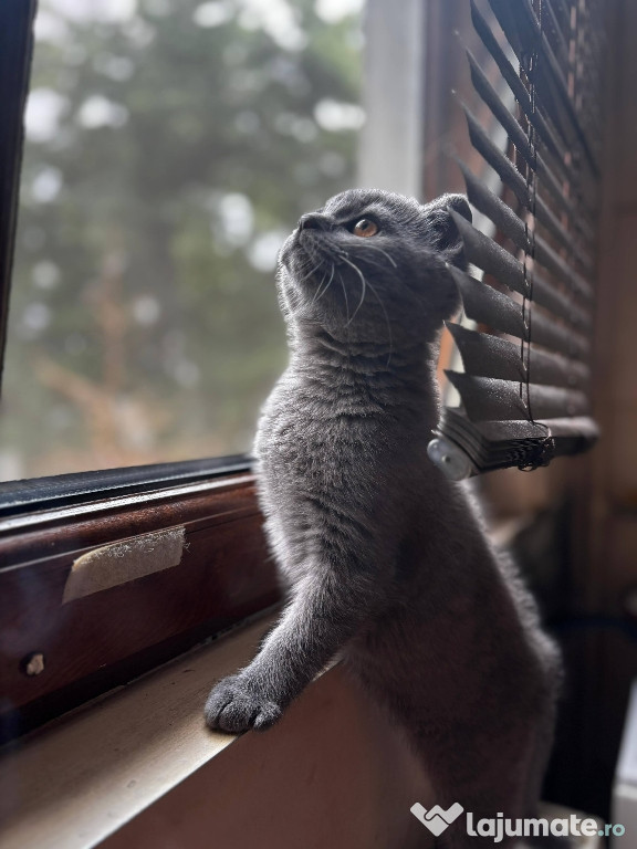 British shorthair blue