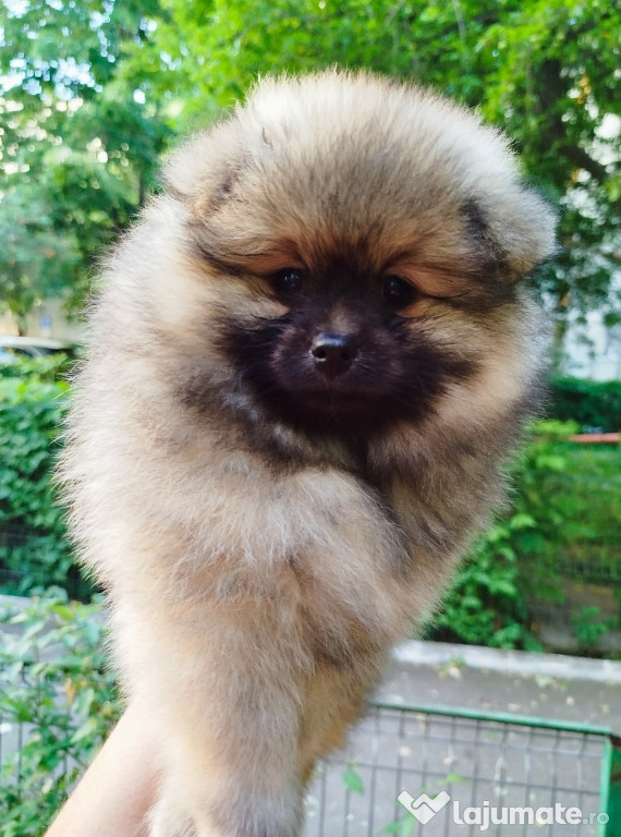 Pomeranian mascul