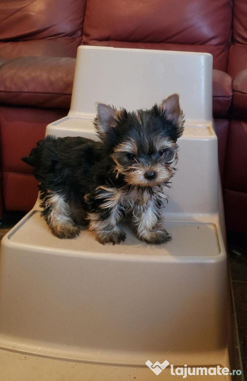 Pui Yorkshire Terrier - 8 saptamani - vaccinat, deparazitat