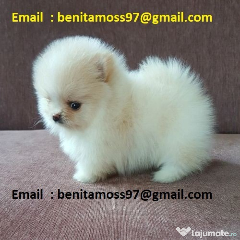 Spit Pomeranian alb,