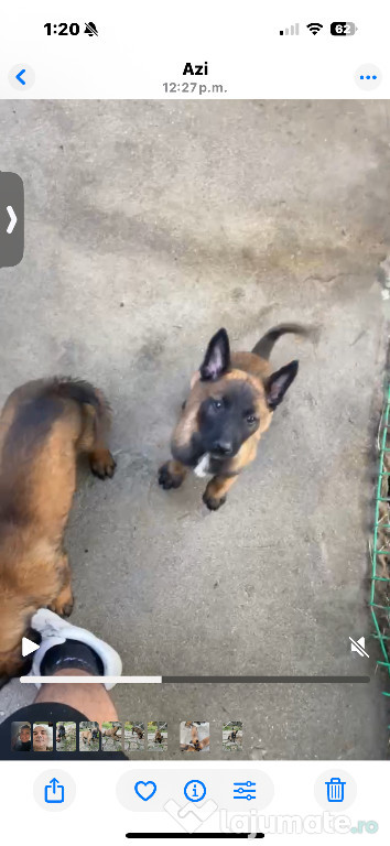 Ciobănesc Belgian Malinois