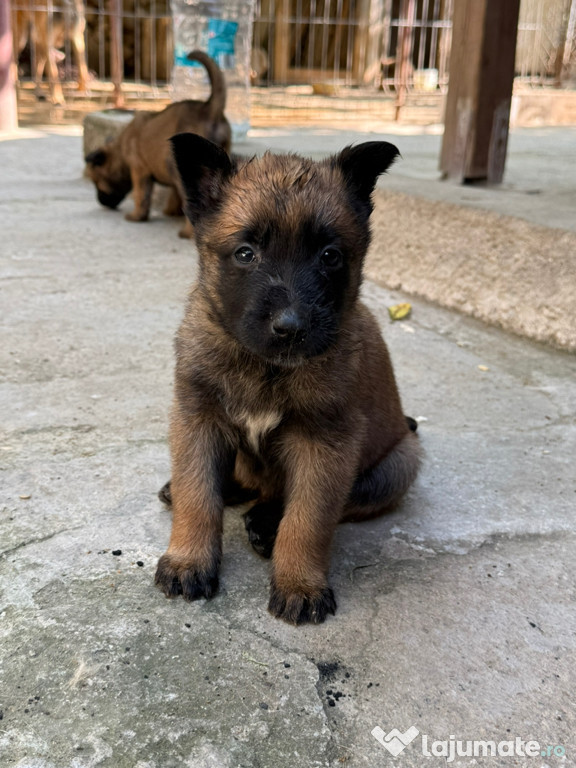 Pui Ciobanesc Belgian (Malinois)