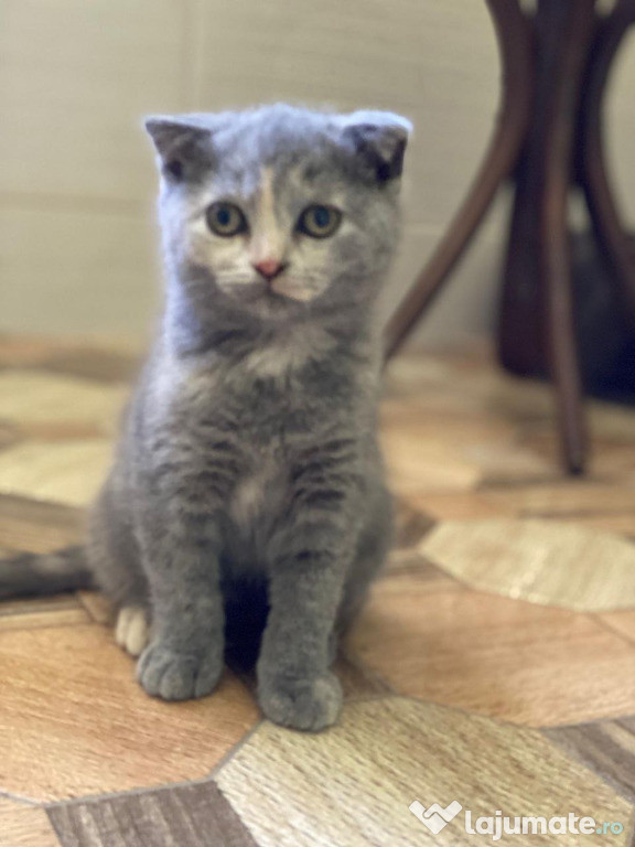 Vand pui british shorthair si longhair