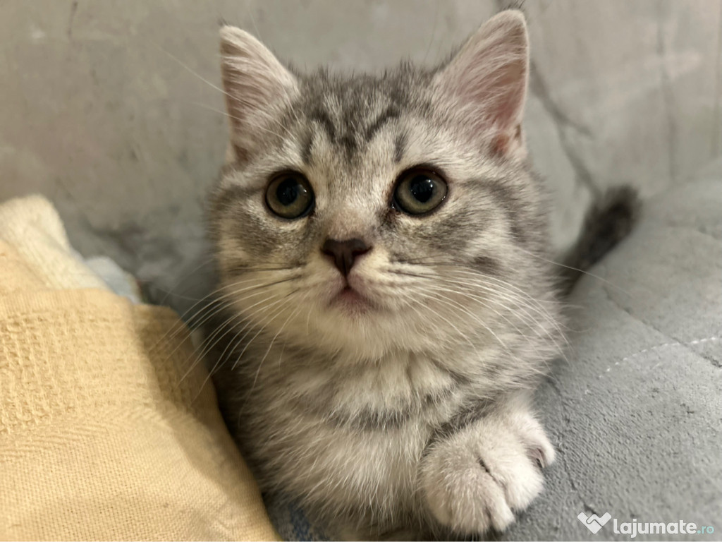 British shorthair tabby