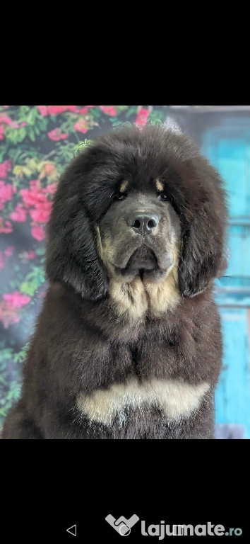 Catei Tibetan Mastiff