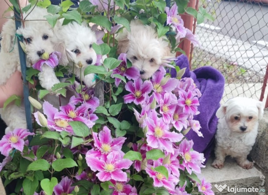Bichon Maltese Mini Toy