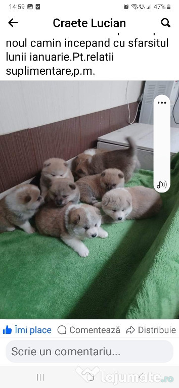 Vând căței și cățelușe Akita Inu dețin ambii părinți