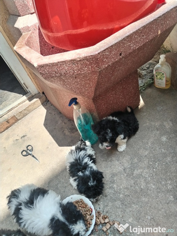 Bichon havanez caini