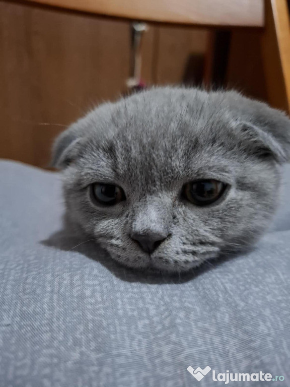 Motanel scottish fold