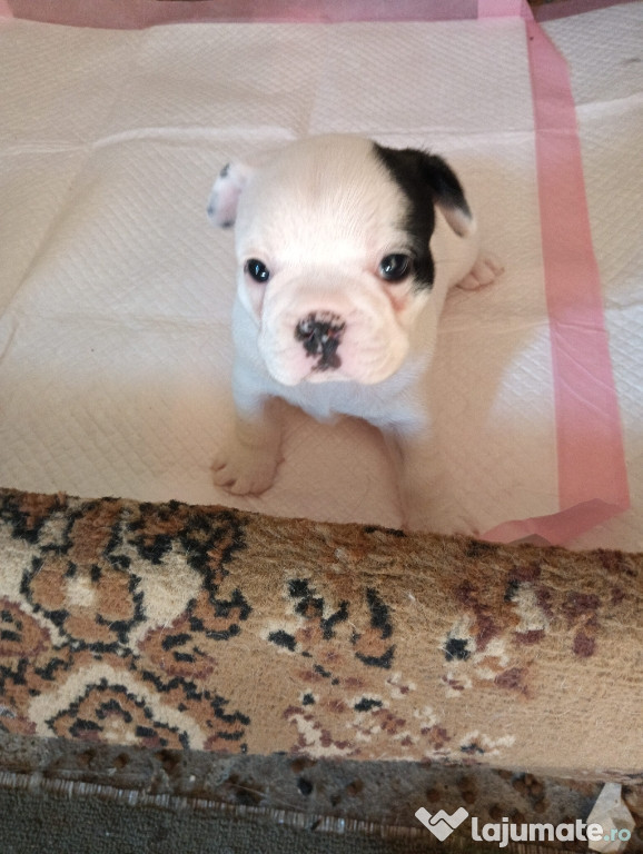 Bulldog francez din părinții cu pedigree
