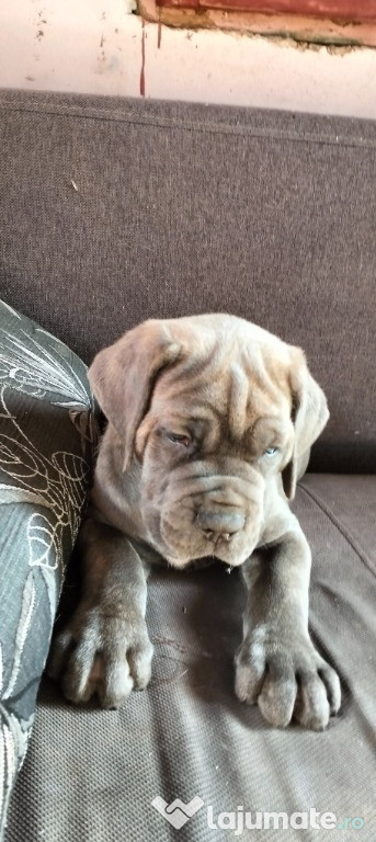 Căței Cane Corso
