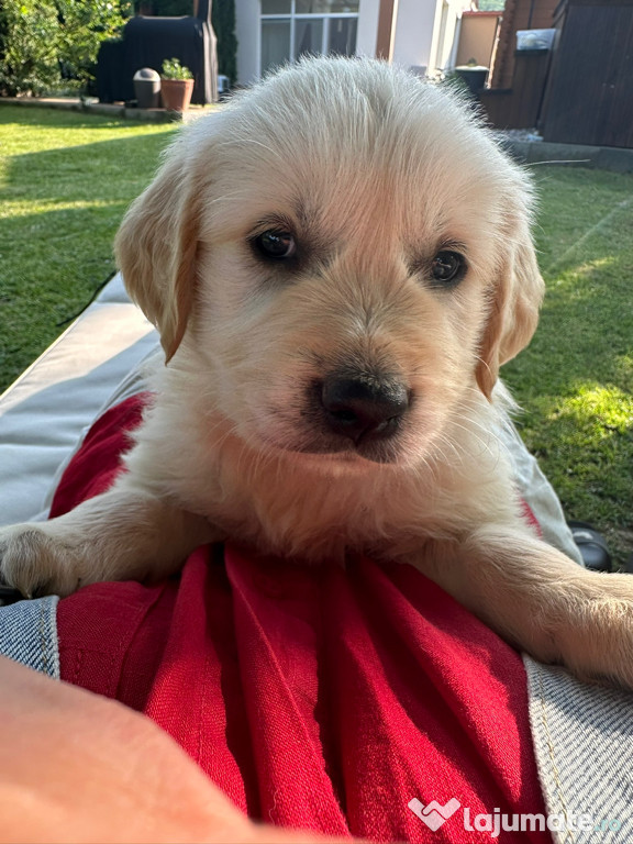 Golden Retriver - pui fetiță