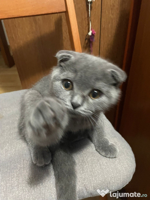 Motănel Scottish Fold