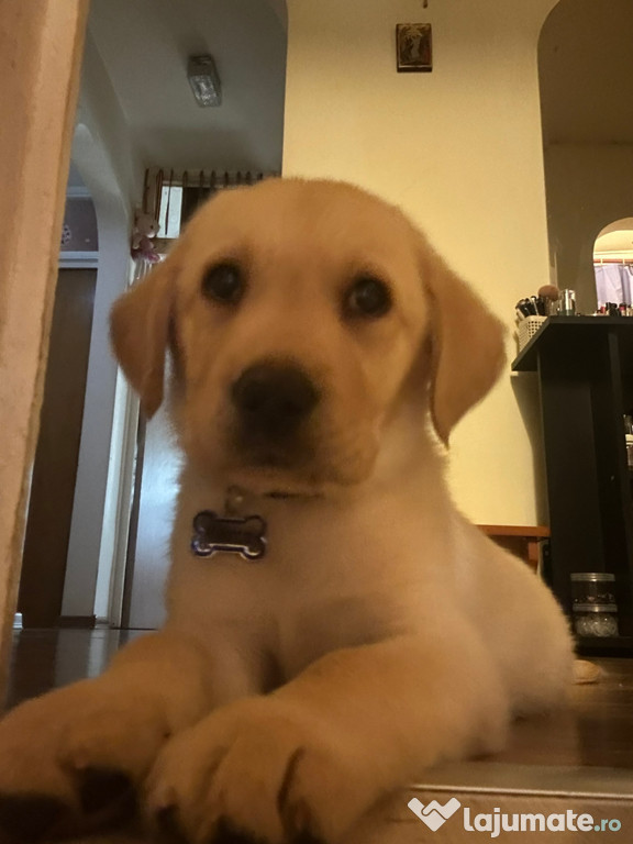 Pui labrador retriver
