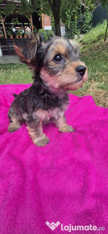 Yorkshire terrier