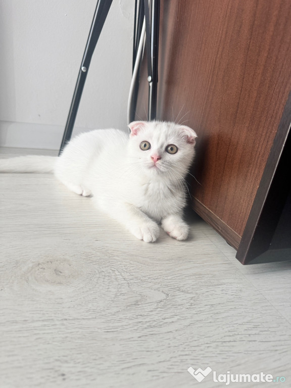 Pui de pisică Scottish Fold/British Shorthair