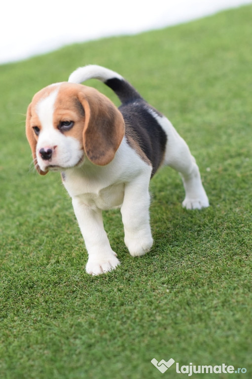 Vând pui de beagle