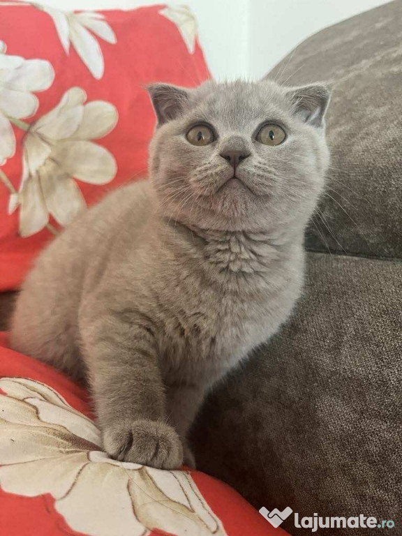 Pisicuta British Shorthair- Scottish Fold, femela