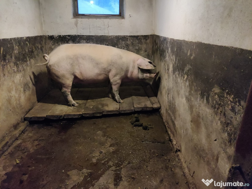 Vând porc (scroafă) 170 - 180 Kg